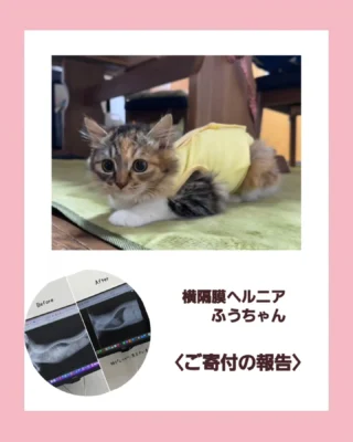 里親希望の方へ | NPO法人いせさき地域ねこ連絡会ねこまる